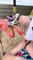 Flamingo Tickles Woman