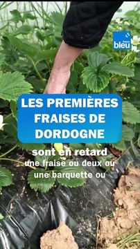 Pour la première fois en 30 ans, ce producteur de Dordogne n'a pas encore récolté de fraises à la mi-mars