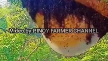 Delikado pala ang honey? Gaano ito katotoo?