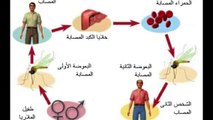 اصابع الندم دكتور فاروق العمر ح11 - المستهزئون  كارلوس فينلي - لي دي فورست ج2