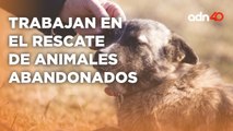 Dedican su vida a rescatar animales abandonados o en condiciones vulnerables