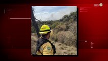 Reportan controlado el incendio forestal en el Bosque de la Primavera en el  municipio de El Arenal