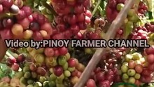 Pinakamahal na kape, ay mula sa Etyas ng pusa