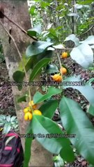 Punong 750,000 pesos ang halaga, baka meron kayo nito.