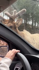 Young Elk Inspects Car