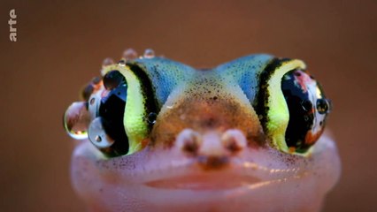 La mort au bout des crocs _ Serpents venimeux d’Afrique _ ARTE