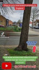 Tree branches cutting in seconds