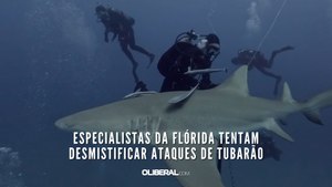 Especialistas da Flórida tentam desmistificar ataques de tubarão