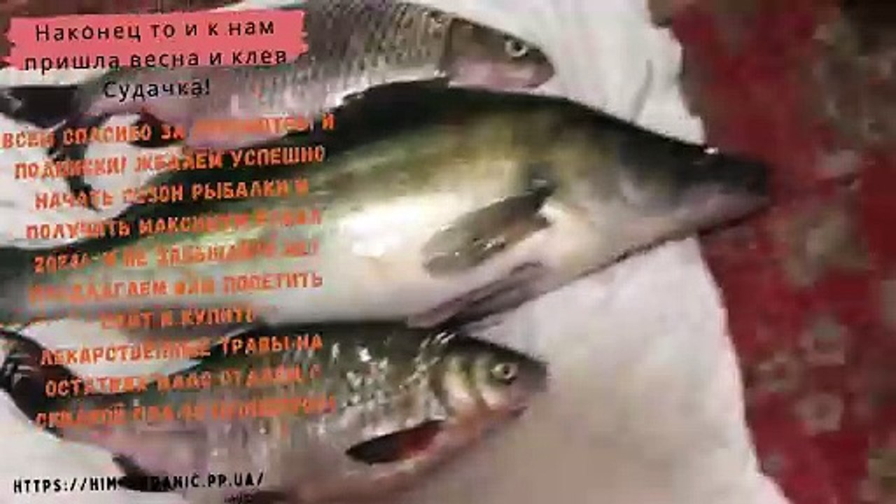 “Catching pike perch is not just a hobby, but a whole world where each of us can find our own pike perch!