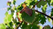Hottest summer on record costs vineyards thousands with impacts on grape harvests