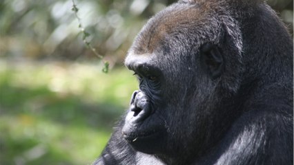 Gorilla verfolgt wild zwei Tierpflegerinnen: Video im Netz taucht auf