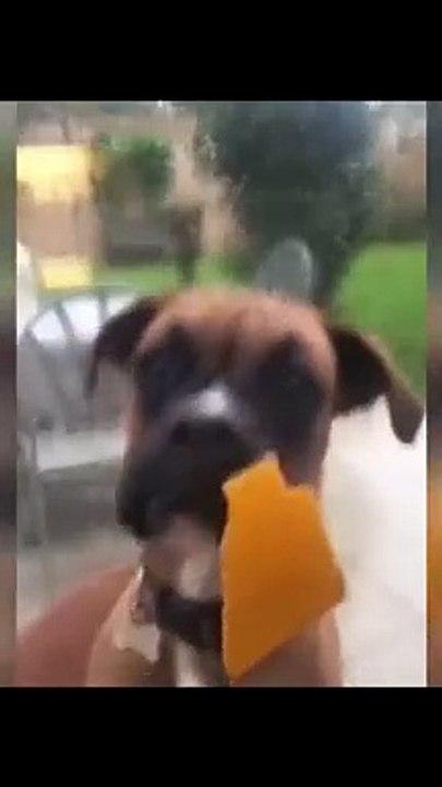 funnyanimal