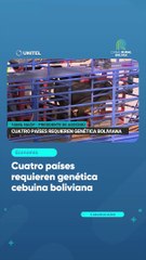 Cuatro países requieren genética cebuina boliviana