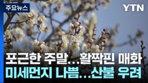 [날씨] 주말 따뜻한 봄 날씨...청계천 활짝 핀 매화 / YTN