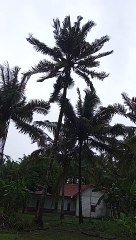 Angin Kencang Sebelum Pohon Menimpa Rumah Warga