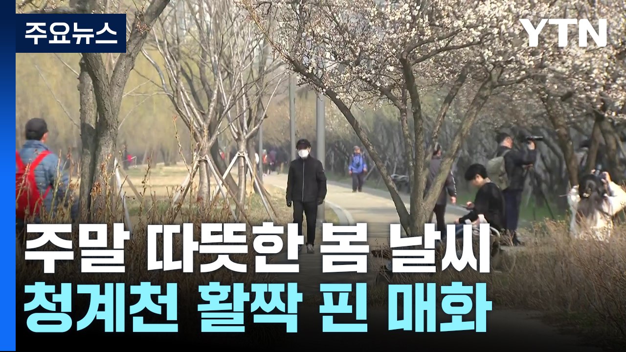 [날씨] 주말 예년보다 따뜻...청계천 활짝 핀 매화 / YTN