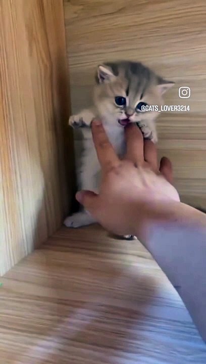 Cat bite