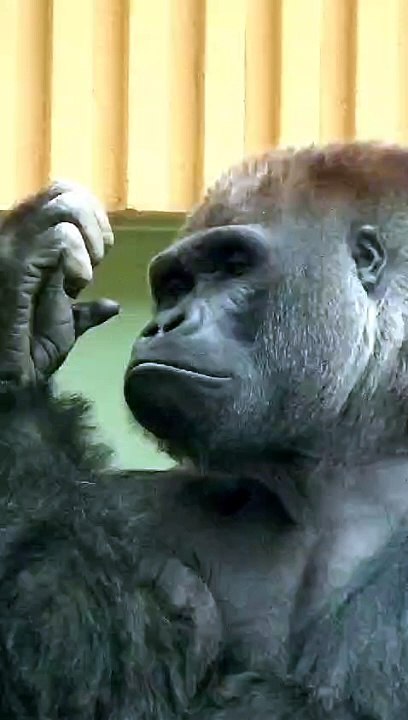 Gorilla new video
