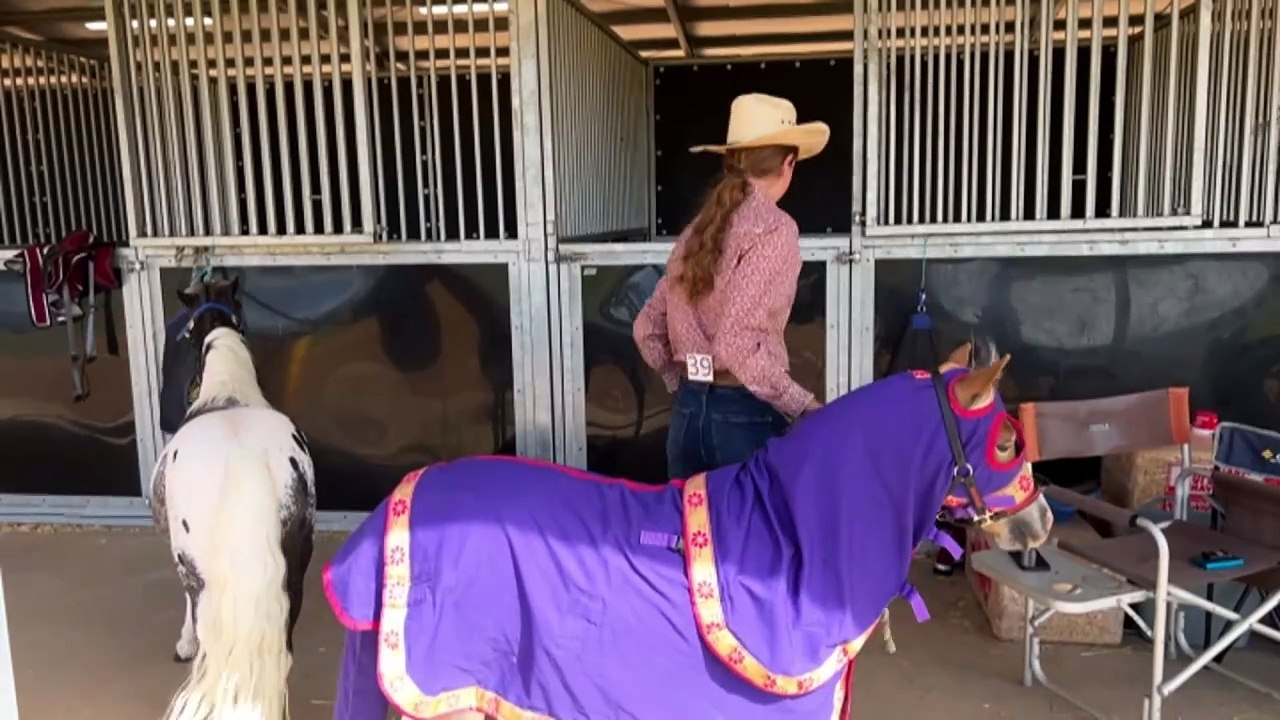 Miniature horses trot into Dubbo for four-day competition