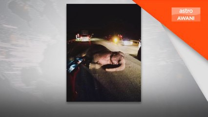 Gajah cedera dirempuh Porsche Cayenne