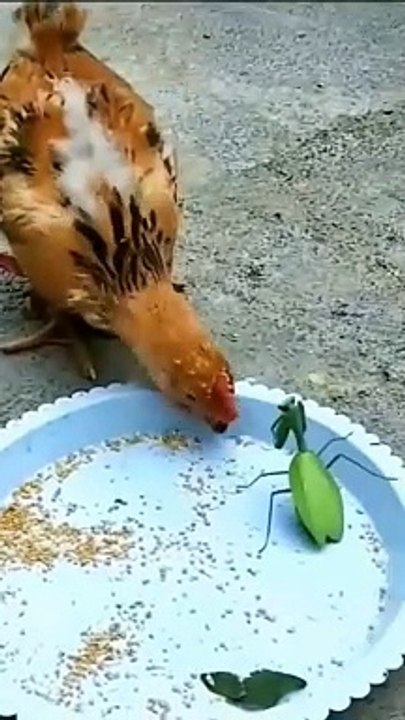 funny chicken