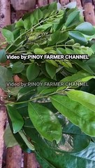 lunas sa amoy kili-kili