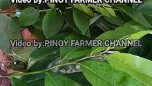 lunas sa amoy kili-kili