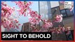 Tokyo wakes up to early blooms of cherry blossoms