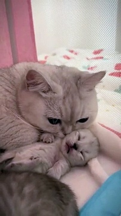 Strong Cats