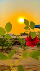 Natural #short #shortfeed