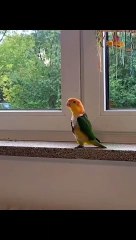 lucky birds