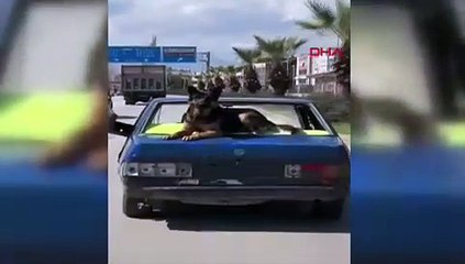 Yarım otomobille, kaputta köpekle seyahat kamerada