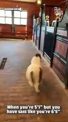 Even ponies get the zoomies! 