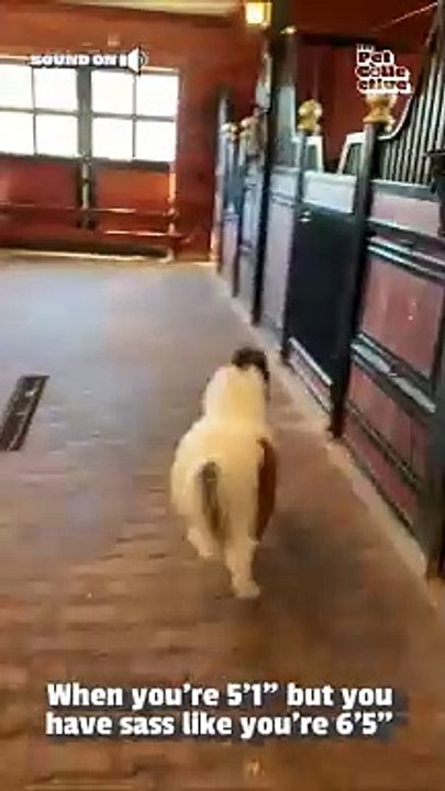 Even ponies get the zoomies! 