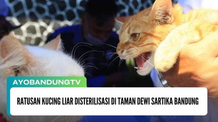 Ratusan Kucing Liar Disterilisasi di Taman Dewi Sartika Bandung