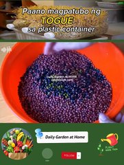 Pagtanim ng Togue sa madaling paraan