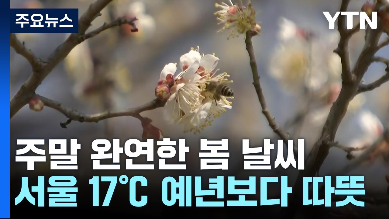 [날씨] 주말 봄 날씨에 매화 활짝...내일 고온 꺾여 / YTN