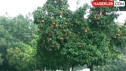 Küresel ısınma yaban hayatı etkiledi: Ayılar kış uykusuna yatmadı, leylekler erken göç etti