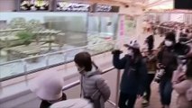 [지구촌톡톡] 먼저 판다 떠나보낸 일본, 중국 찾아가는 '재회 투어' 인기