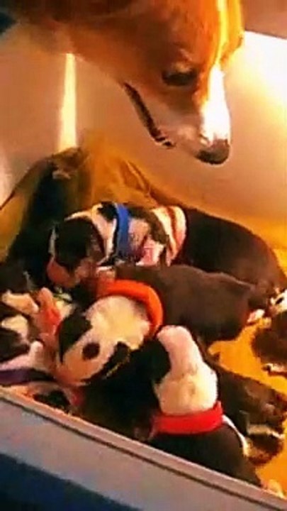 Cute dogs video 13