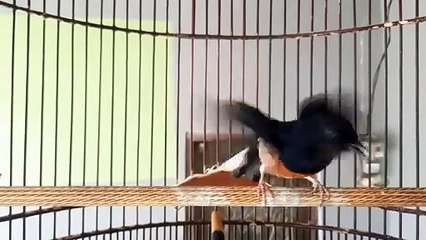 PANCING MURAI JADI EMOSI BONGKAR MATERI