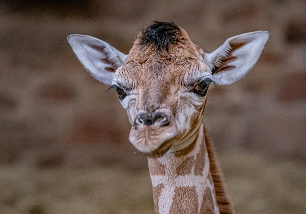 Baby giraffe born at Chester Zoo