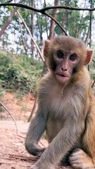 Animal's Shorts Video, Trending Video, Animals Video, Wild Animals #Animals#Monkeyvideo