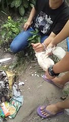 manok