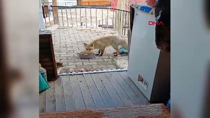 Muhtar, her günün evinin önüne gelen tilkiyi besliyor