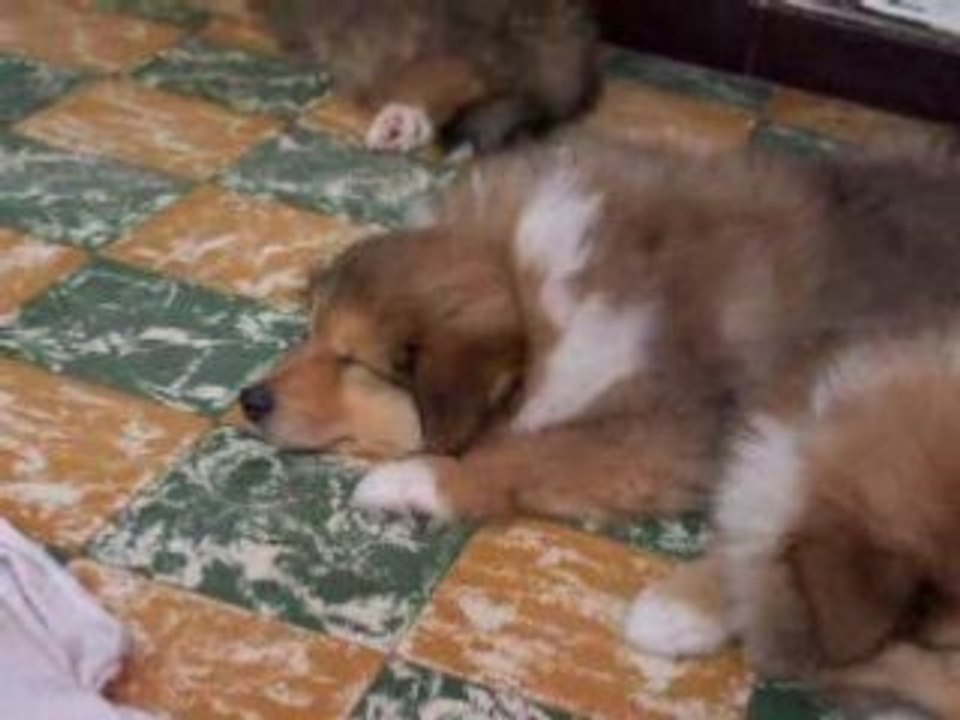 Chiots Rocco x Lyly