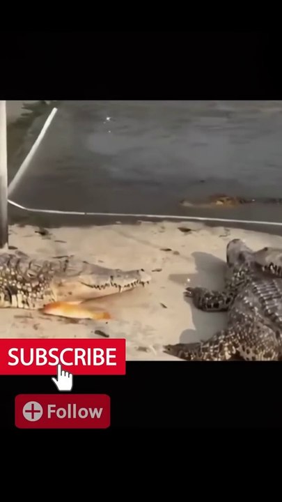 Funny And Cute Animals _ Try Not To Laugh Or Smile 😂😂😂