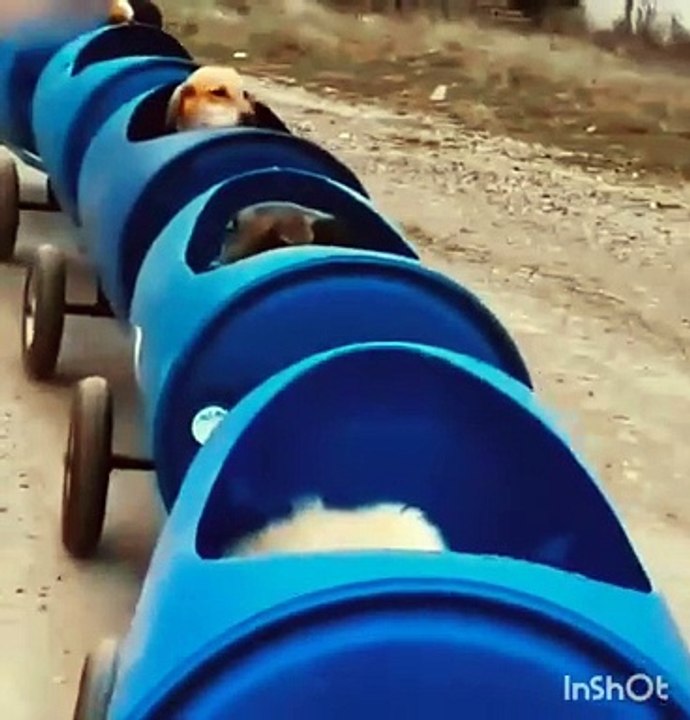 Un habitant d'Ankara a fabriqué un train avec des tonneaux pour promener les chiens handicapés. Turquie