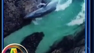 Rescate de ballena atrapada!!  #viral #noticias #mundo