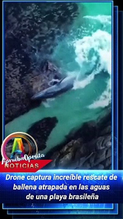 Rescate de ballena atrapada!!  #viral #noticias #mundo